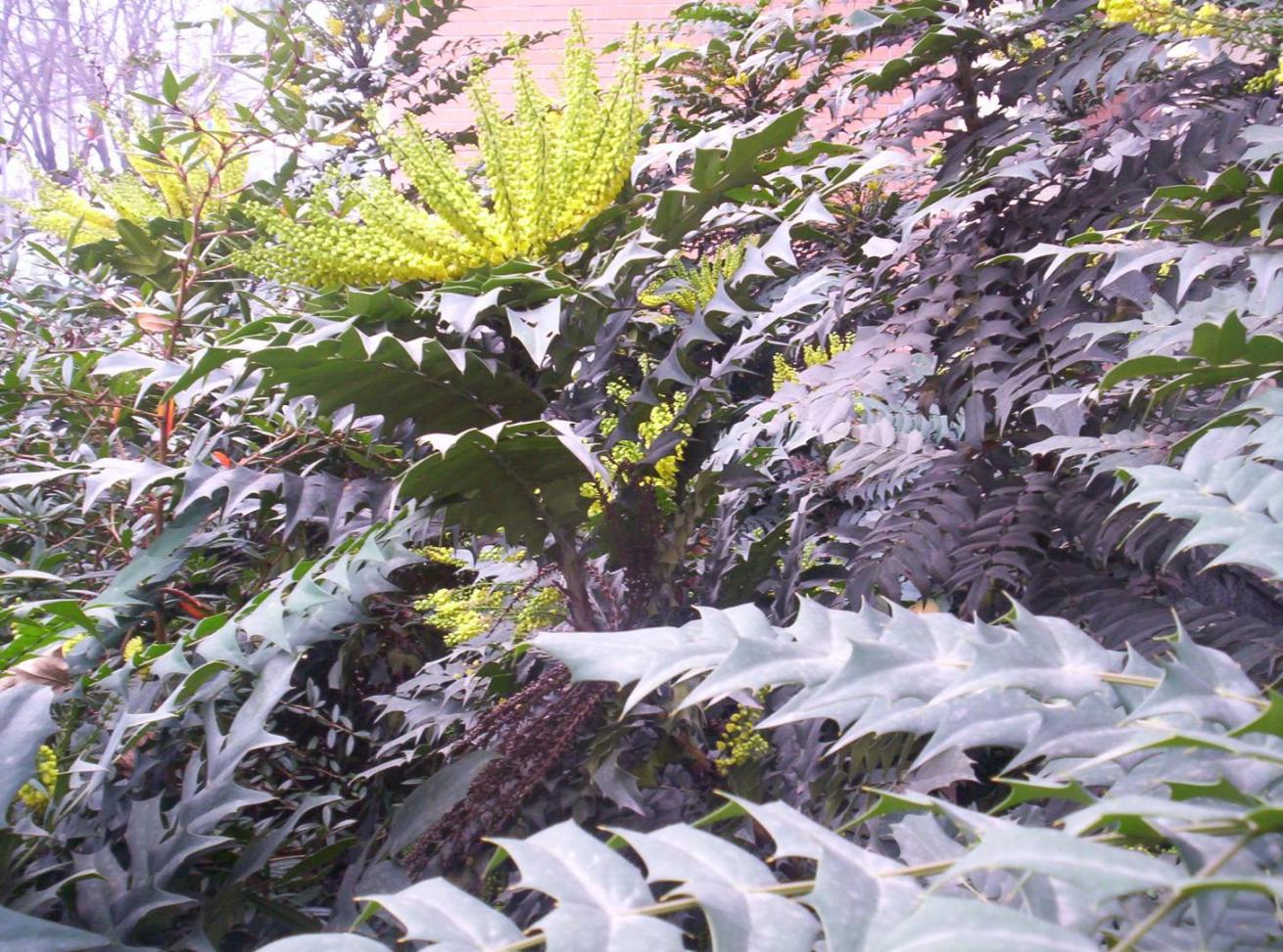 Mahonia sp. (pianta coltivata)